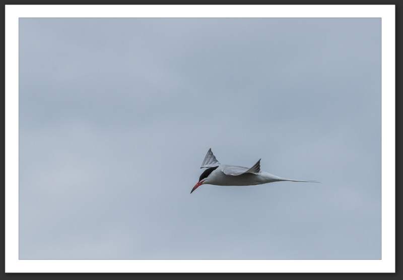 aSterne pierregarin oiseau ornithologie grande-cariçaie réserve naturelle lac Neuchâtel