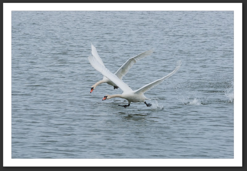 cygne tuberculé oiseau ornithologie grande-cariçaie réserve naturelle lac Neuchâtel