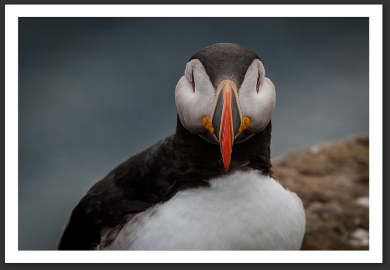 Macareux moine Islande Reykjavik Akureyri Eyjafjallajökull geyser volcan glacier 