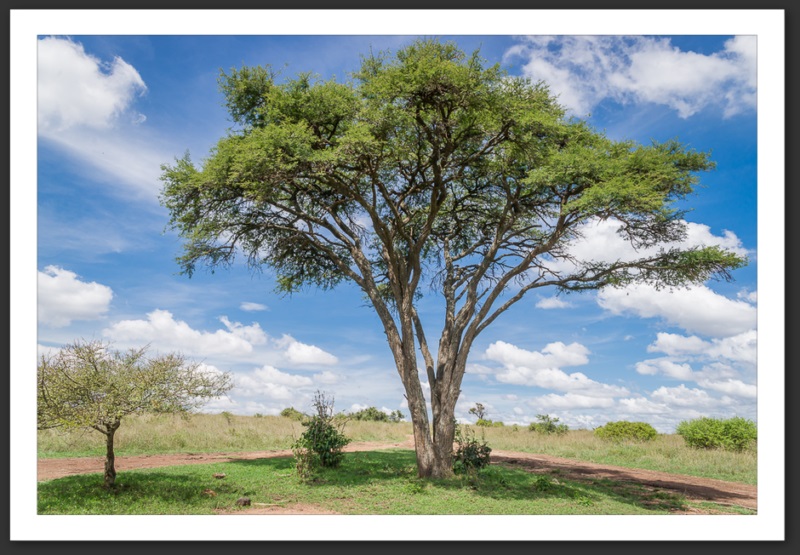 Nairobi National Park Kenya