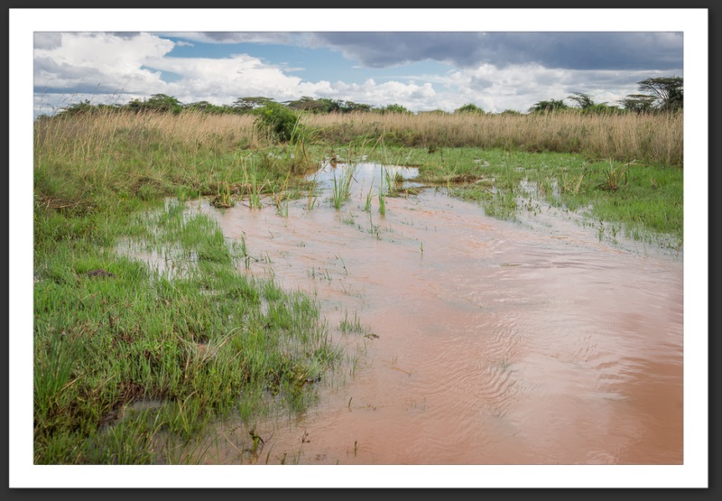 Nairobi National Park Kenya