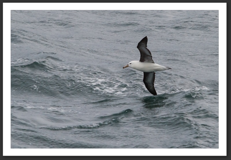 Albatros à sourcils noirs