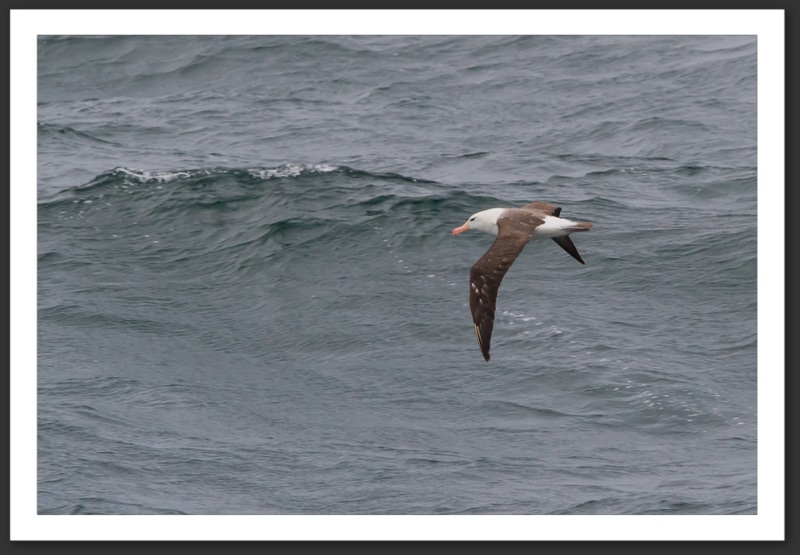 Albatros à sourcils noirs