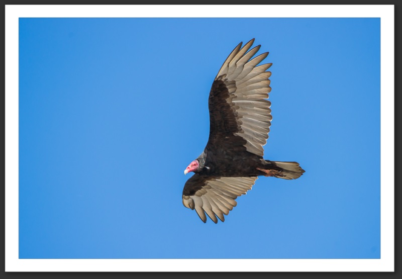 Vautour à tête rouge