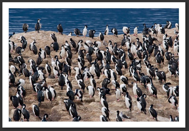 Cormorans impériaux