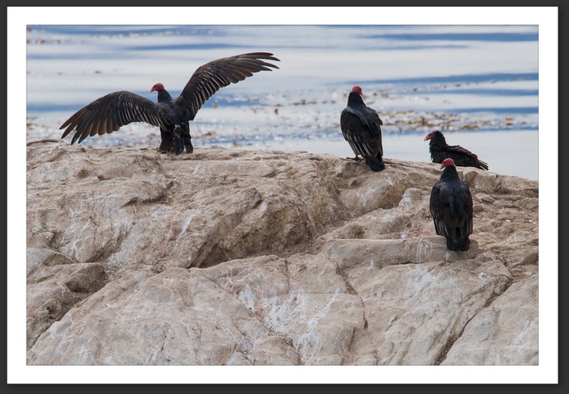 Vautours à tête rouge