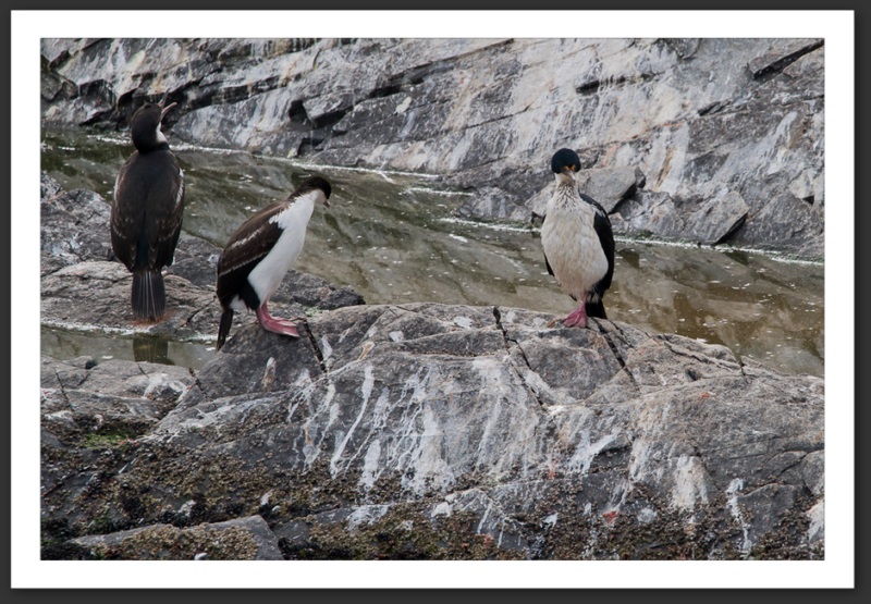 Cormorans impériaux