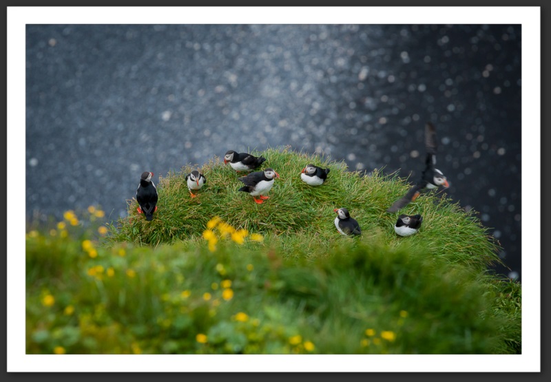 Macareux moine Islande Reykjavik Akureyri Eyjafjallajökull geyser volcan glacier 
