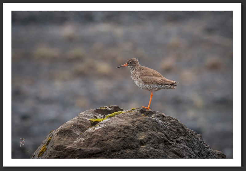 Chevalier gambette Islande Reykjavik Akureyri Eyjafjallajökull geyser volcan glacier 