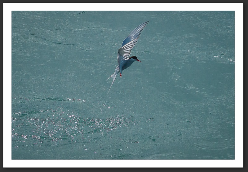 Sterne arctique Islande Reykjavik Akureyri Eyjafjallajökull geyser volcan glacier 