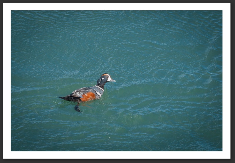Arlequin plongeur Islande Reykjavik Akureyri Eyjafjallajökull geyser volcan glacier 