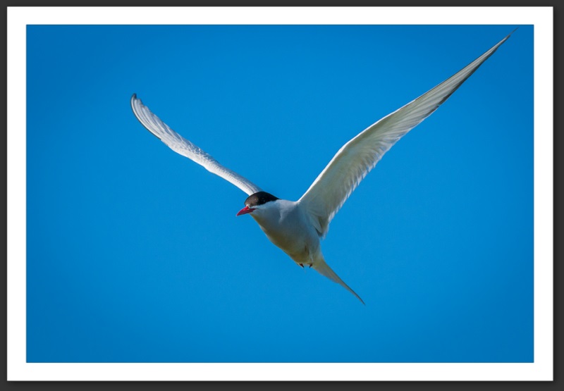 Sterne arctique Islande Reykjavik Akureyri Eyjafjallajökull geyser volcan glacier 