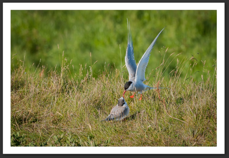 Sterne arctique Islande Reykjavik Akureyri Eyjafjallajökull geyser volcan glacier 