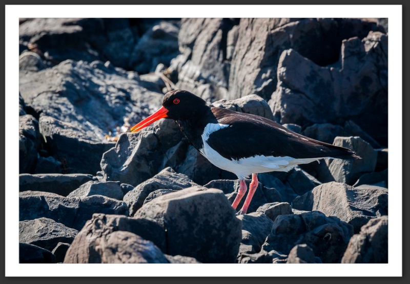 Huîtrier pie Islande Reykjavik Akureyri Eyjafjallajökull geyser volcan glacier 
