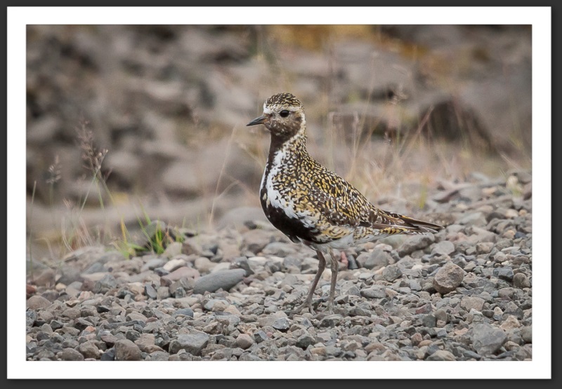 Pluvier doré Islande Reykjavik Akureyri Eyjafjallajökull geyser volcan glacier 