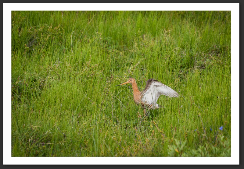 Barge à queue noire Islande Reykjavik Akureyri Eyjafjallajökull geyser volcan glacier 