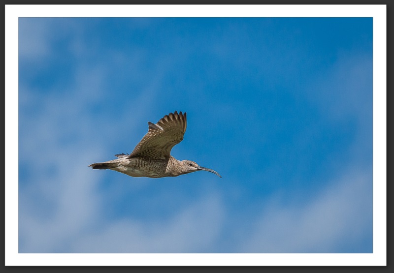 Courlis corlieu Islande Reykjavik Akureyri Eyjafjallajökull geyser volcan glacier 