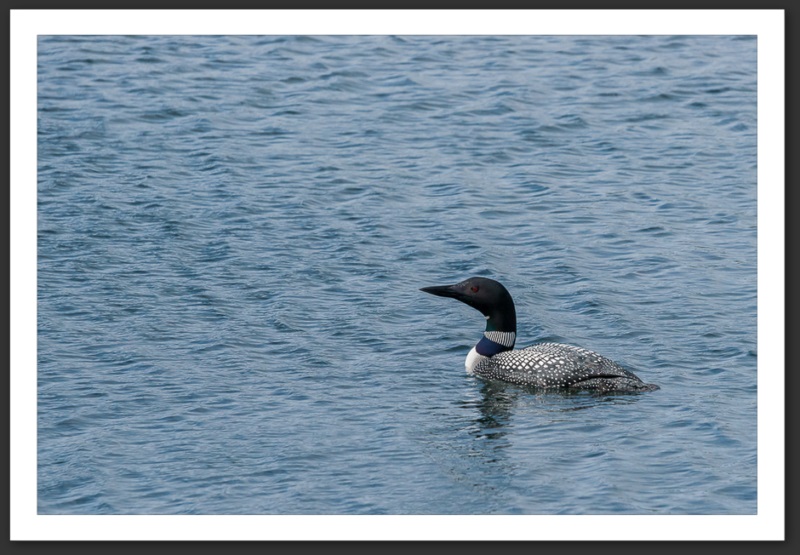Plongeon imbrin Islande Reykjavik Akureyri Eyjafjallajökull geyser volcan glacier 