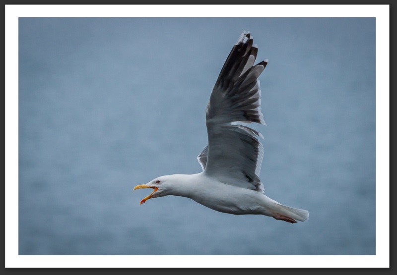 Goéland argenté Islande Reykjavik Akureyri Eyjafjallajökull geyser volcan glacier 