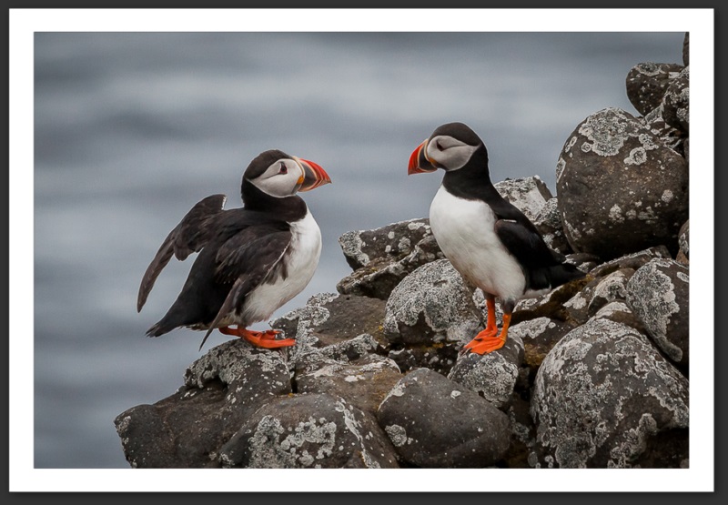 Macareux moine Islande Reykjavik Akureyri Eyjafjallajökull geyser volcan glacier 