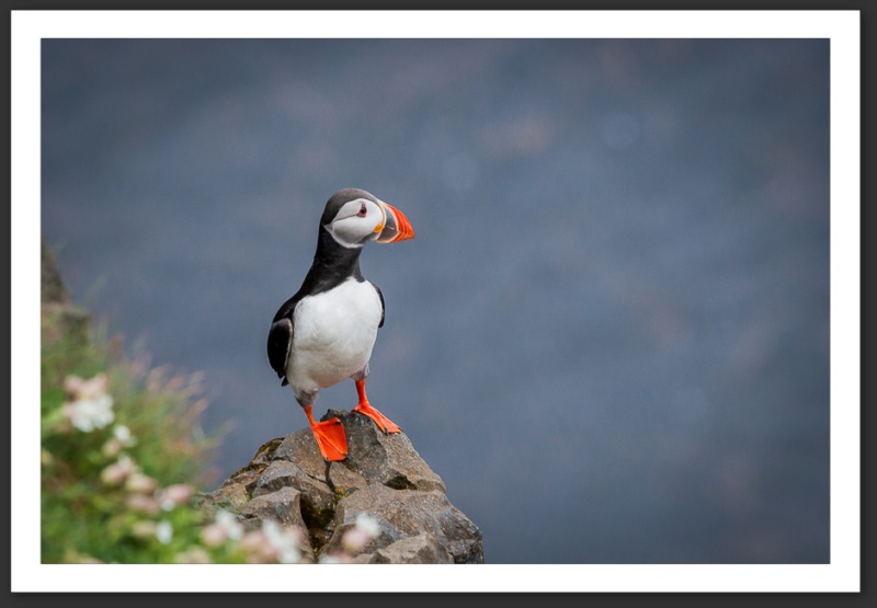 Macareux moine Islande Reykjavik Akureyri Eyjafjallajökull geyser volcan glacier 