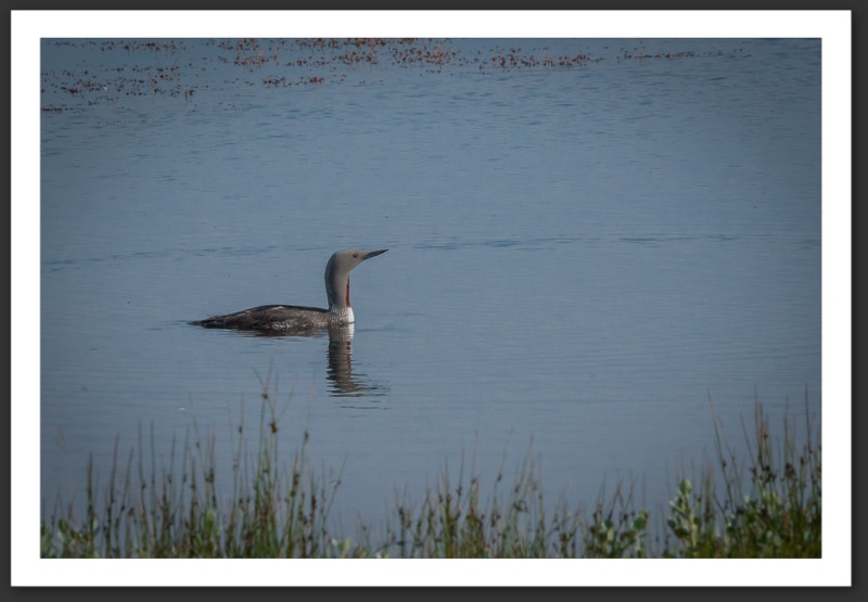 Plongeon catmarin Islande Reykjavik Akureyri Eyjafjallajökull geyser volcan glacier 