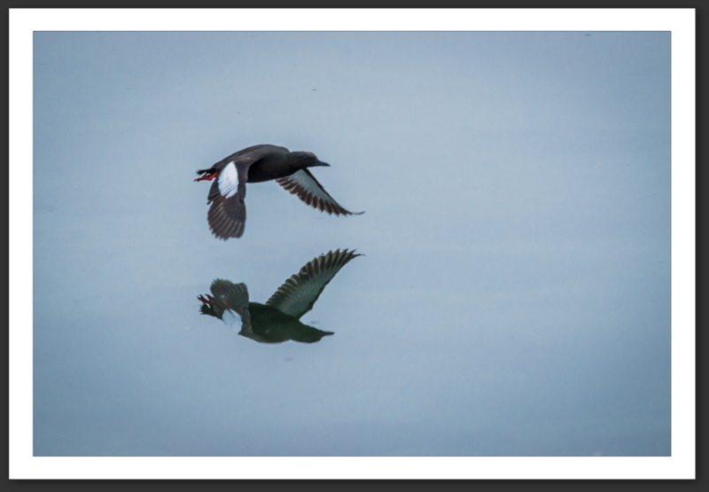 Guillemot à miroir Islande Reykjavik Akureyri Eyjafjallajökull geyser volcan glacier 