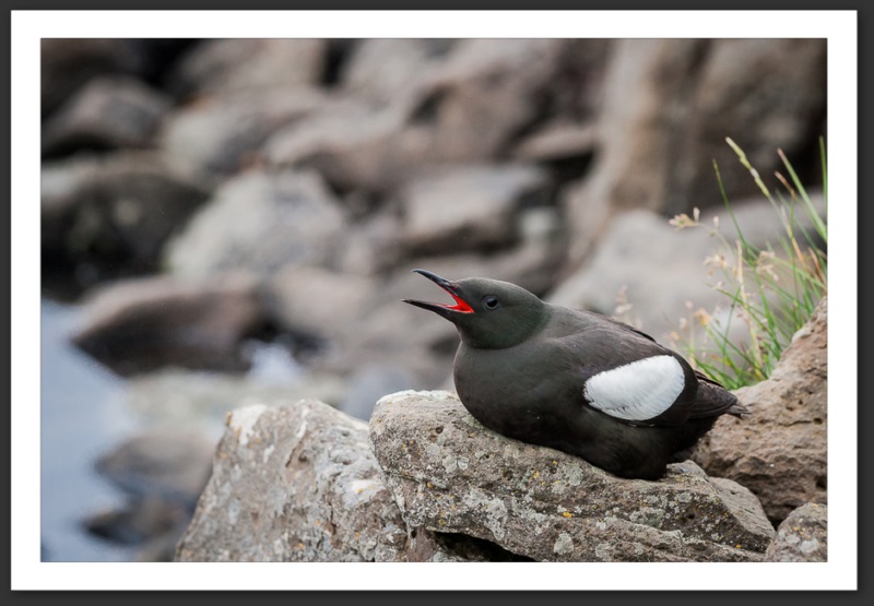 Guillemot à miroir Islande Reykjavik Akureyri Eyjafjallajökull geyser volcan glacier 