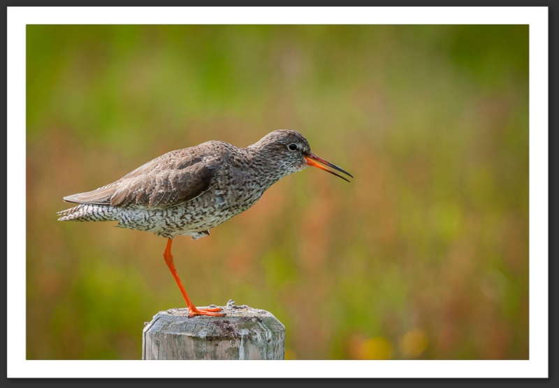 Chevalier gambette Islande Reykjavik Akureyri Eyjafjallajökull geyser volcan glacier 