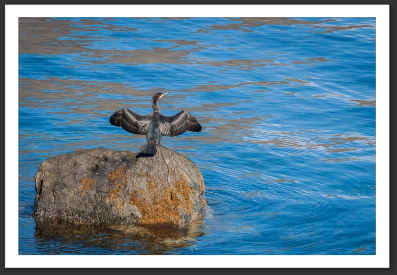 Grand cormoran Islande Reykjavik Akureyri Eyjafjallajökull geyser volcan glacier 