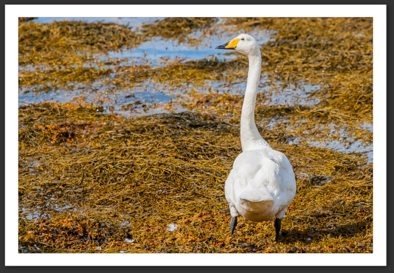 Cygne chanteur Islande Reykjavik Akureyri Eyjafjallajökull geyser volcan glacier 