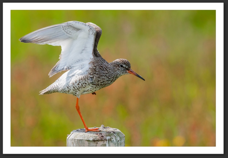Chevalier gambette Islande Reykjavik Akureyri Eyjafjallajökull geyser volcan glacier 