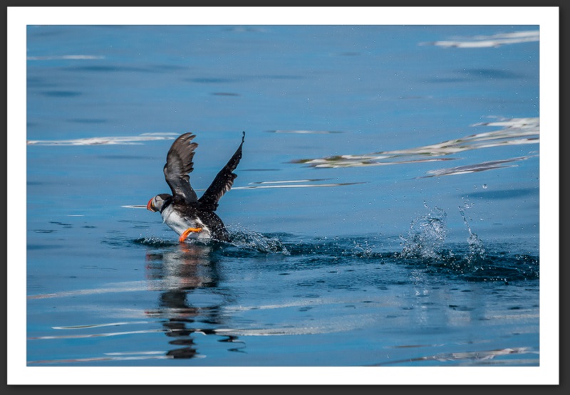 Macareux moine Islande Reykjavik Akureyri Eyjafjallajökull geyser volcan glacier 