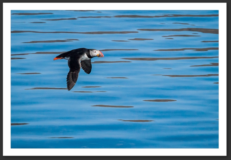 Macareux moine Islande Reykjavik Akureyri Eyjafjallajökull geyser volcan glacier 