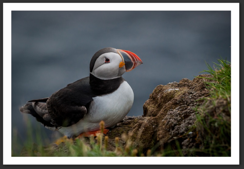 Macareux moine Islande Reykjavik Akureyri Eyjafjallajökull geyser volcan glacier 