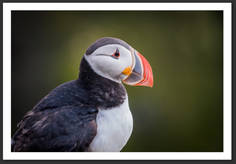 Macareux moine Islande Reykjavik Akureyri Eyjafjallajökull geyser volcan glacier 