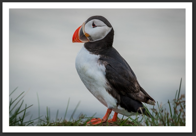 Macareux moine Islande Reykjavik Akureyri Eyjafjallajökull geyser volcan glacier 