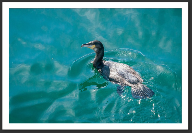 Grand cormoran Islande Reykjavik Akureyri Eyjafjallajökull geyser volcan glacier 