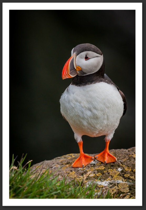 Macareux moine Islande Reykjavik Akureyri Eyjafjallajökull geyser volcan glacier 