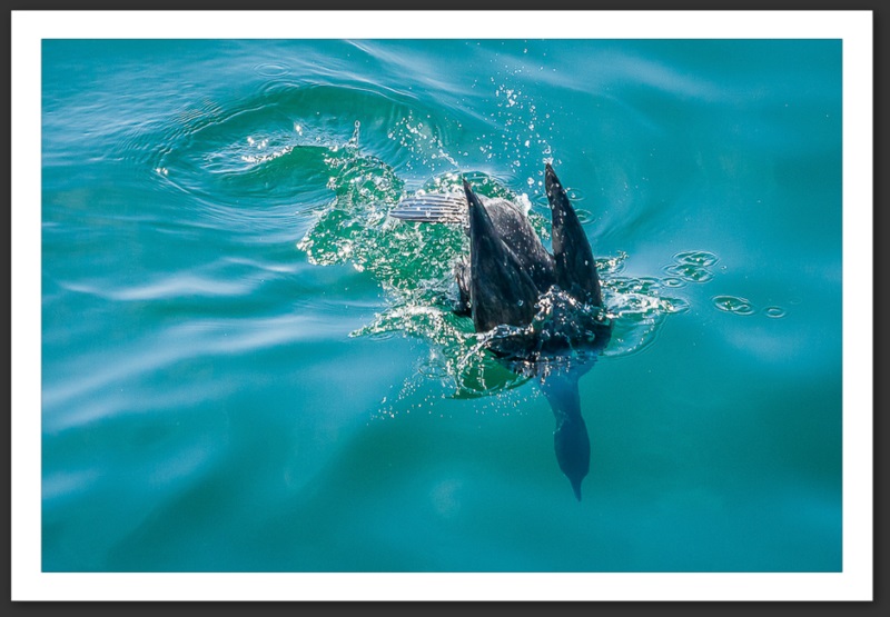 Grand cormoran Islande Reykjavik Akureyri Eyjafjallajökull geyser volcan glacier 