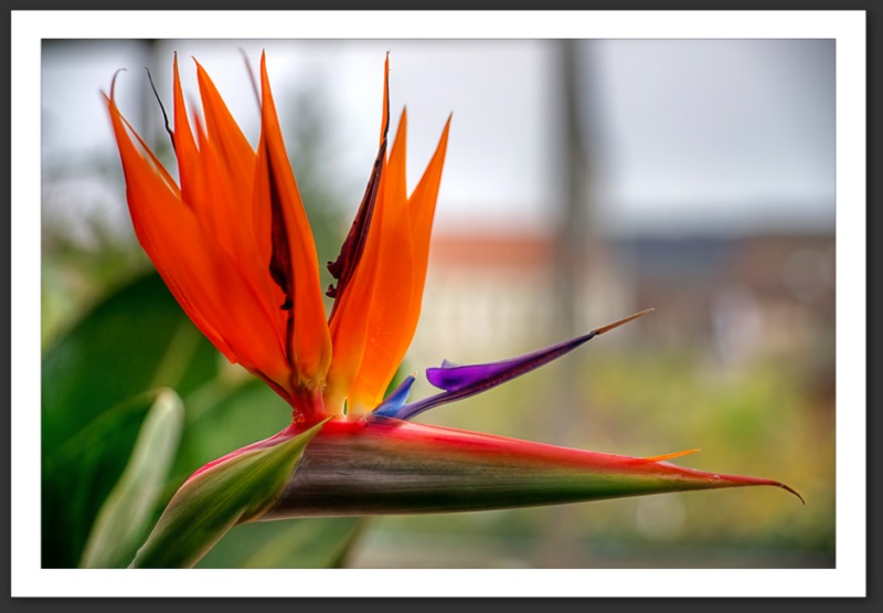 oiseau de paradis fleur 